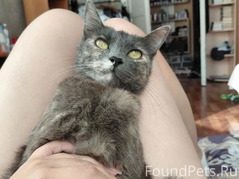 Пропала кошка, улица 25 октября