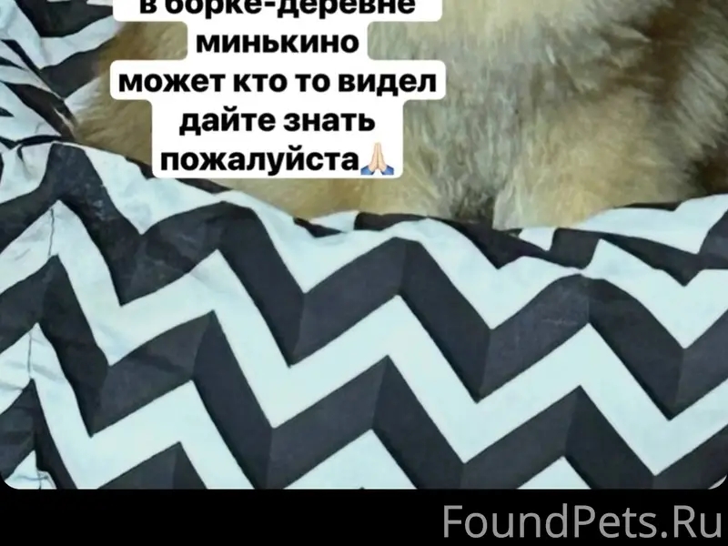 Пропал Бруно, деревня Новое Минькино