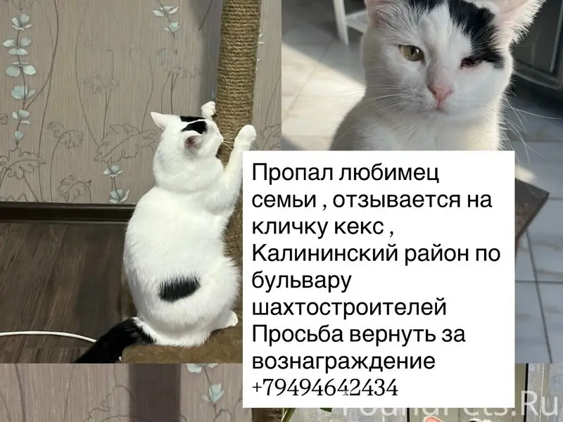Пропал кот Кекс, Калининский район