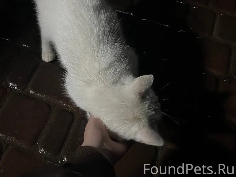 Найдена кошка, район парка Менделеева