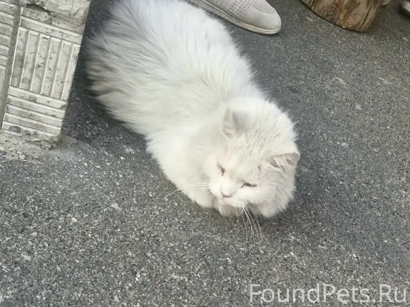 Найдена белая кошка, улица Институтская