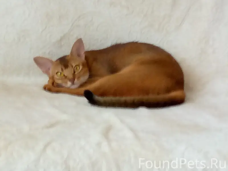 Пропала кошка