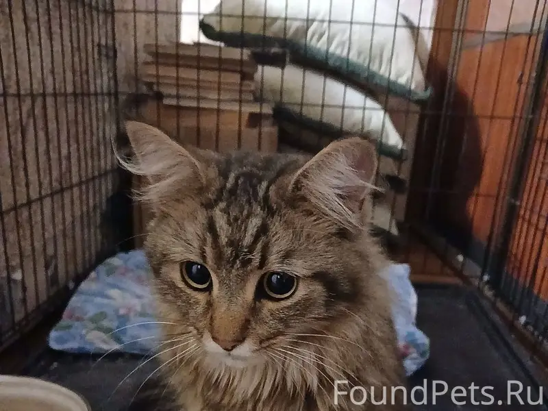 Найден кот, Телецентр