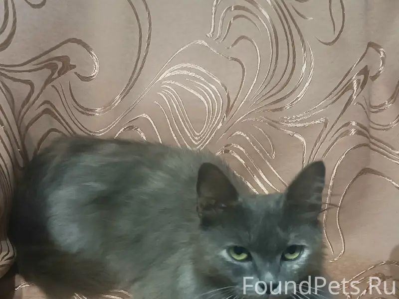 Пропала кошка, район магазинов Матрёшка