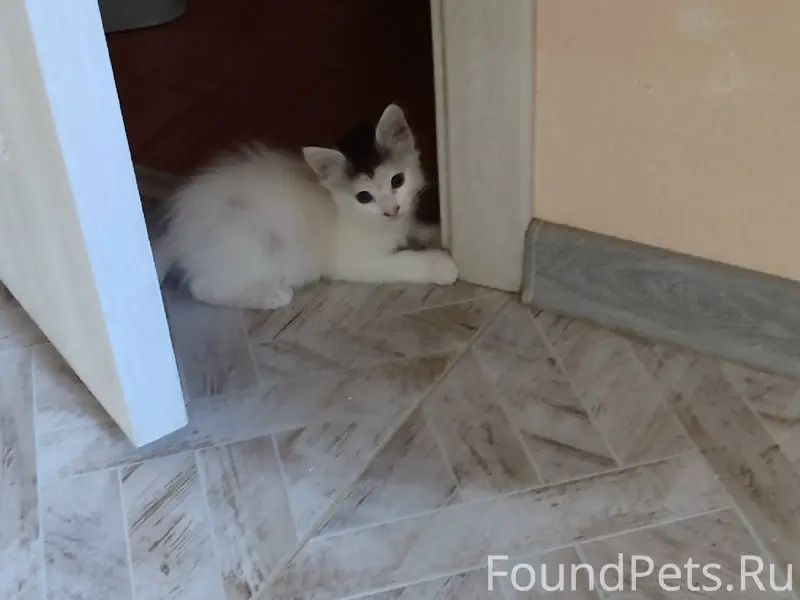 Найден котёнок, район 5-ой школы