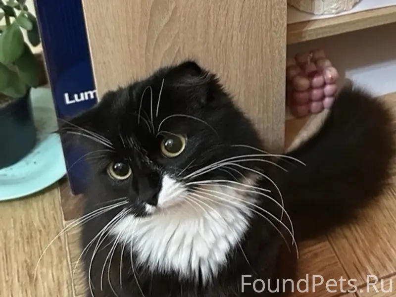 Пропала кошка Нола, район улицы Победы