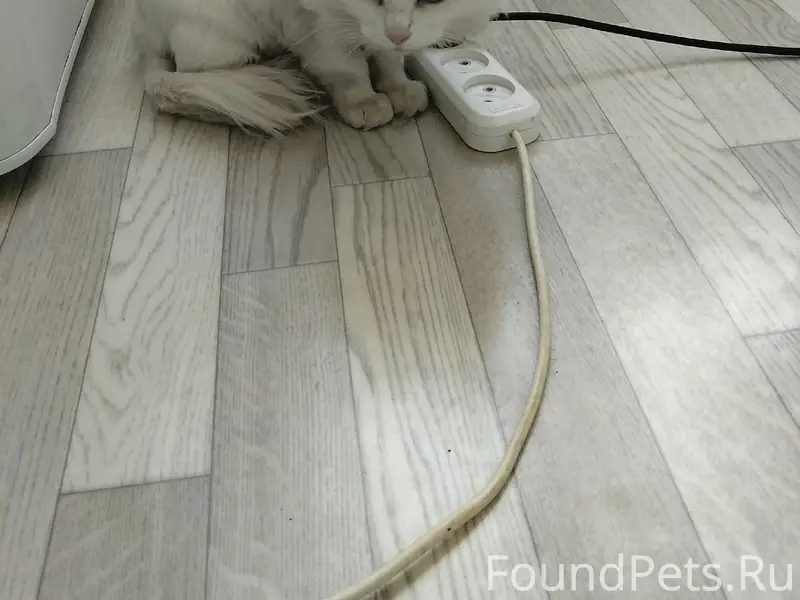 Найдена белая кошка, ул. Пр. Фрунзе