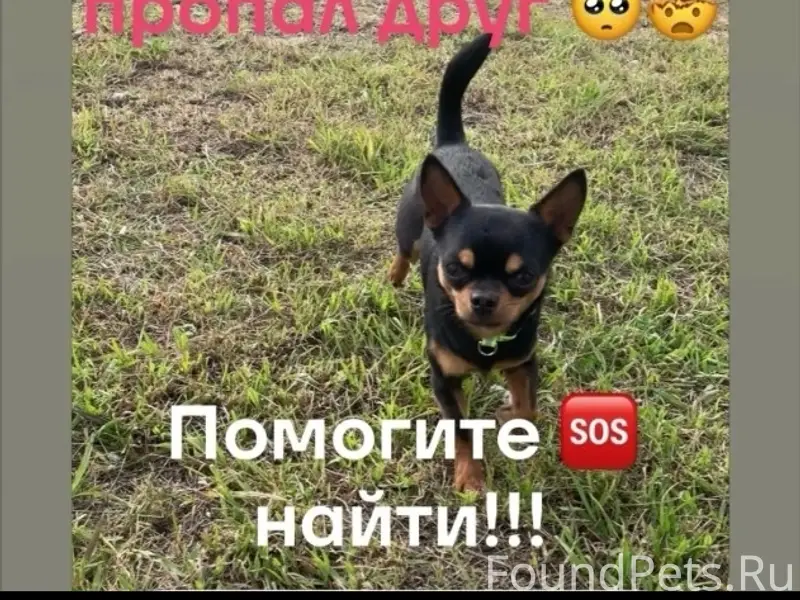 Пропала собака, Зарик