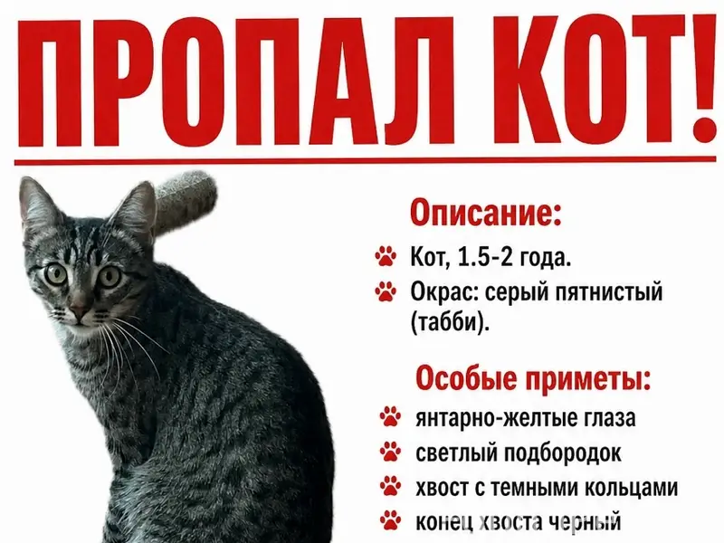 Пропал домашний кот, г. Ижевск