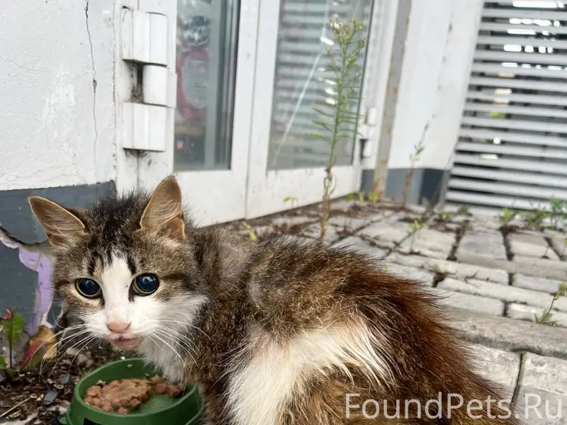 Найдена кошка, Казань