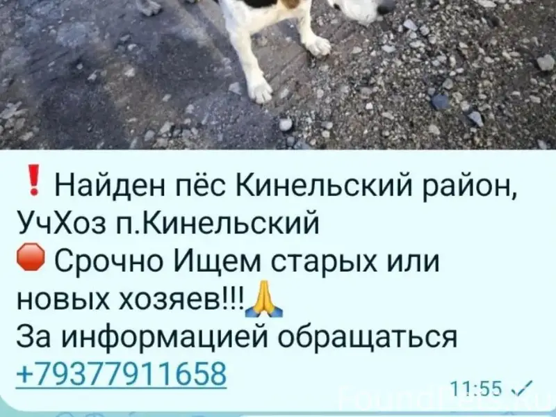 Найден пёс, Кинельский район