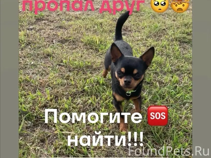 Пропал Тэдди, у хлебокомбината