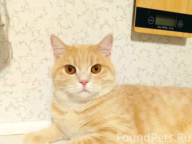 Пропал кот, Гоголя 15