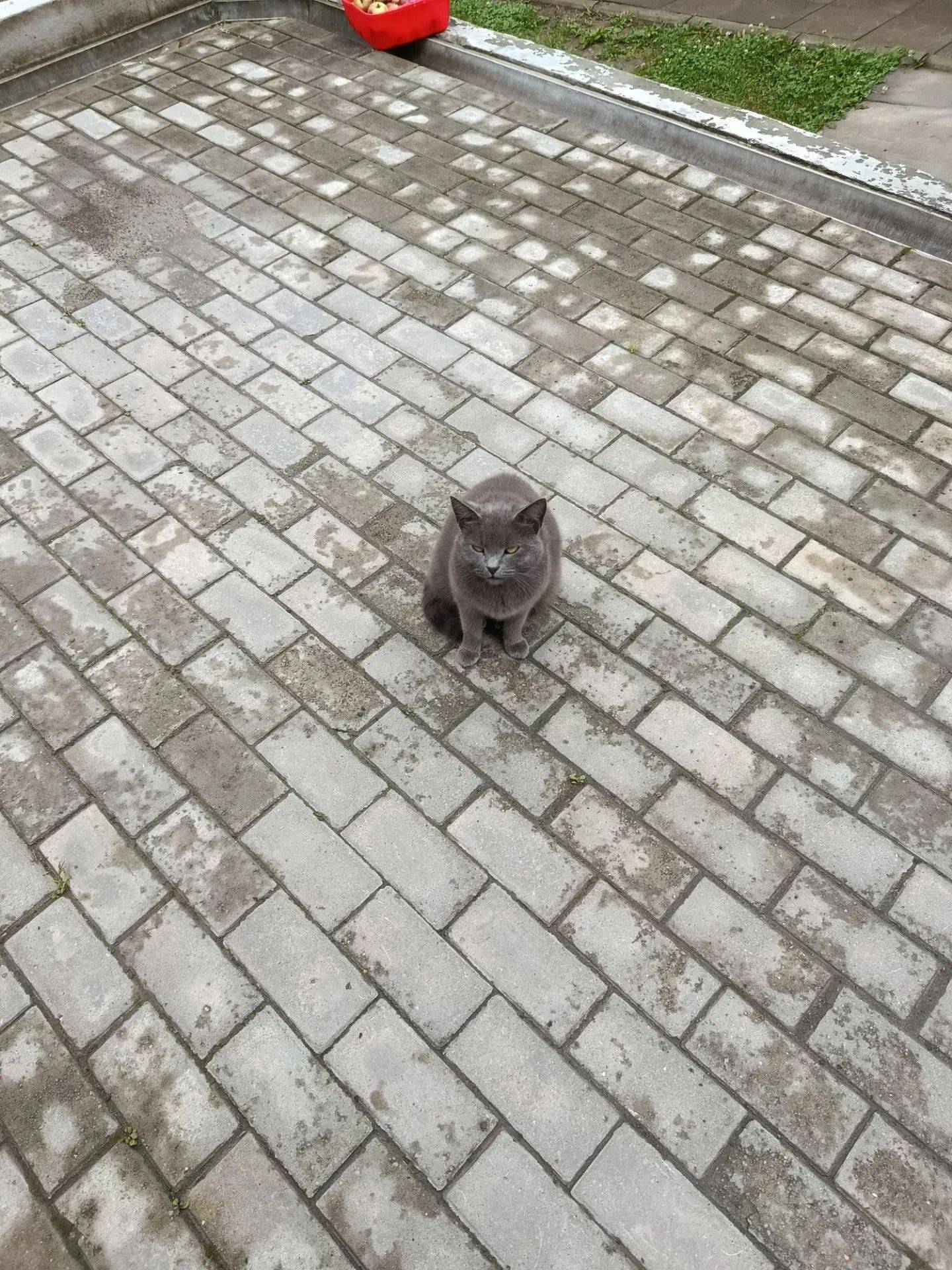 Найдена кошка, серый окрас, Брянск