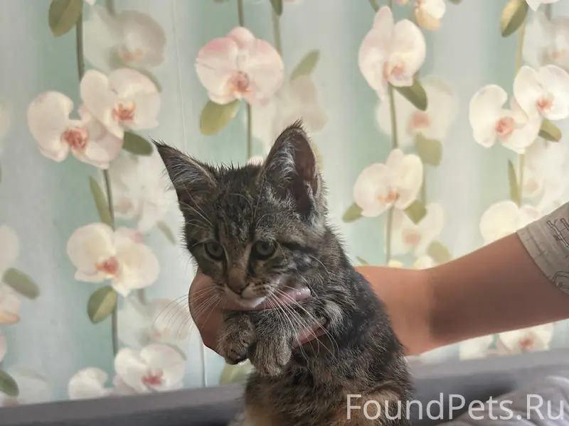 Найден котёнок, улица Рабочая