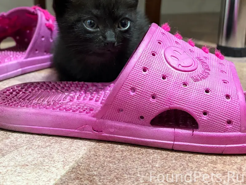 Найден котёнок, двор