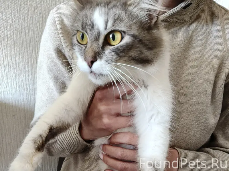 Найдена кошка, Лакинск