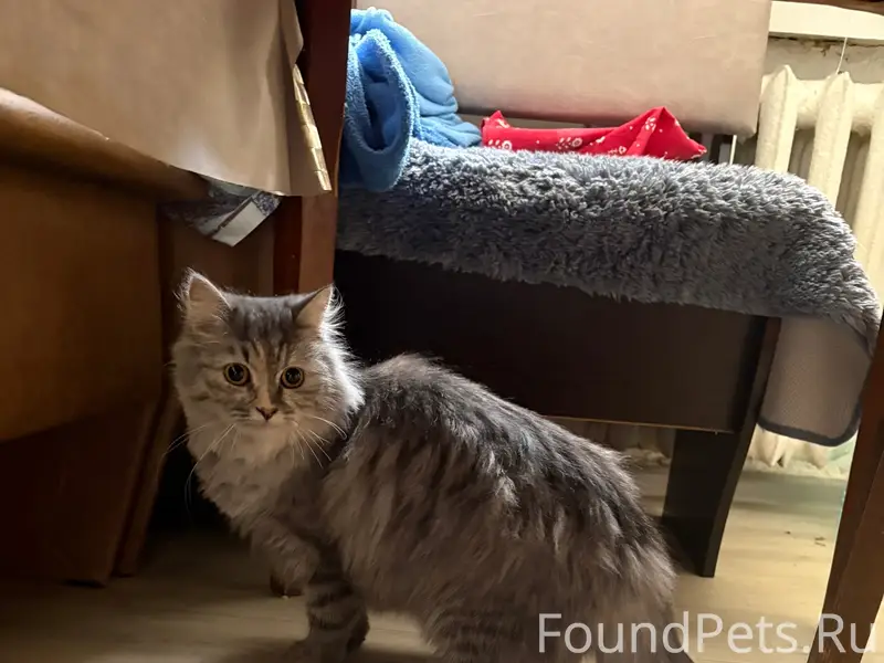 Найдена собака, около тц «Светофор»