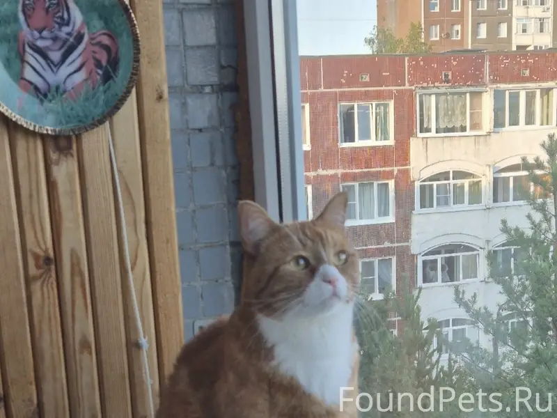 Пропал кот, улица Рощинская
