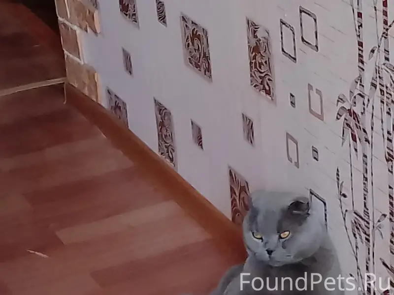 Пропал кот Семён, район Ленина 65