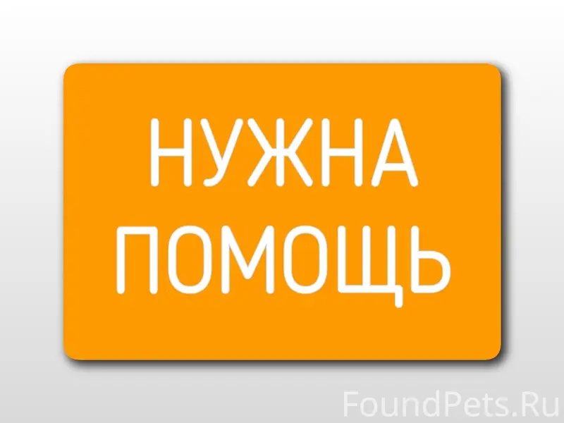 Пропала кошка, Вахруши