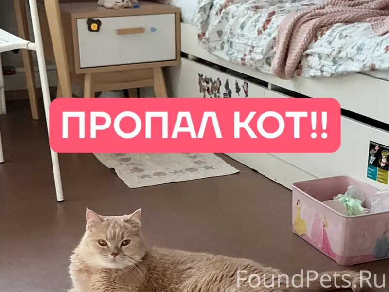 Пропал породистый кот Персик, СНТ «Надежда»