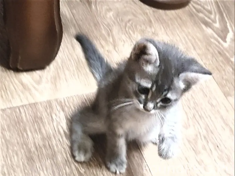 Пропал котёнок серого окраса, улица Ленина