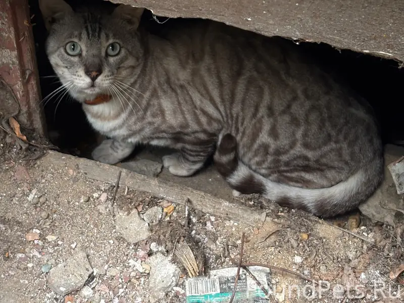 Найден бенгальский кот, Советский район