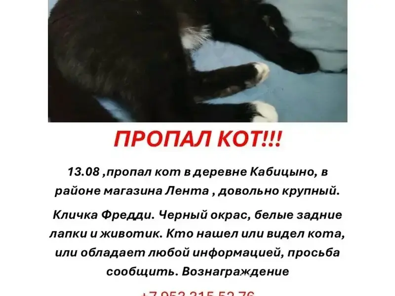 Пропал чёрно-белый кот, Обнинск