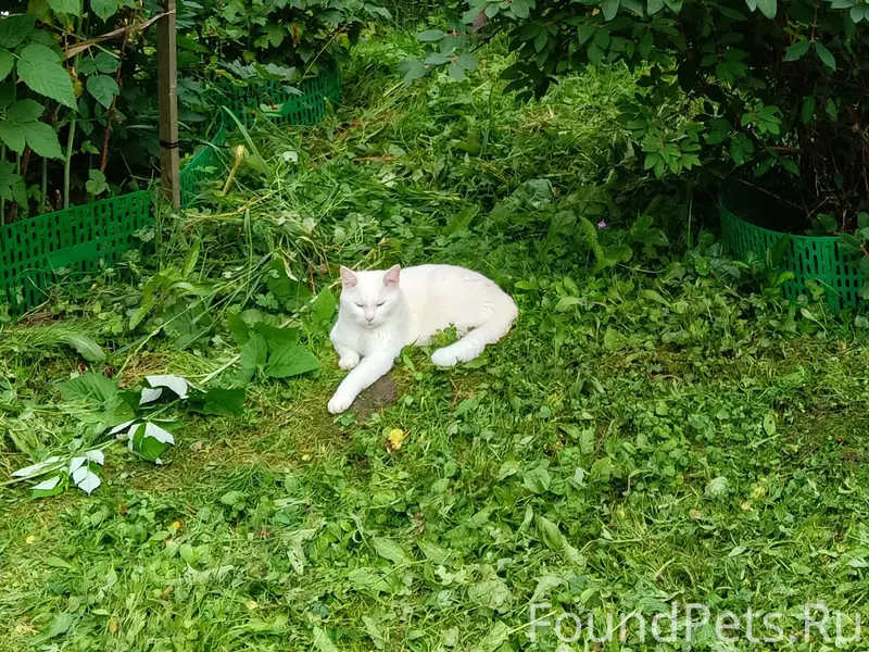 Пропал кот Вася