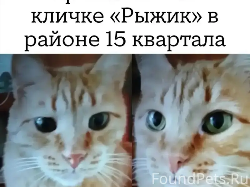 Пропал кот Рыжик, Тольятти