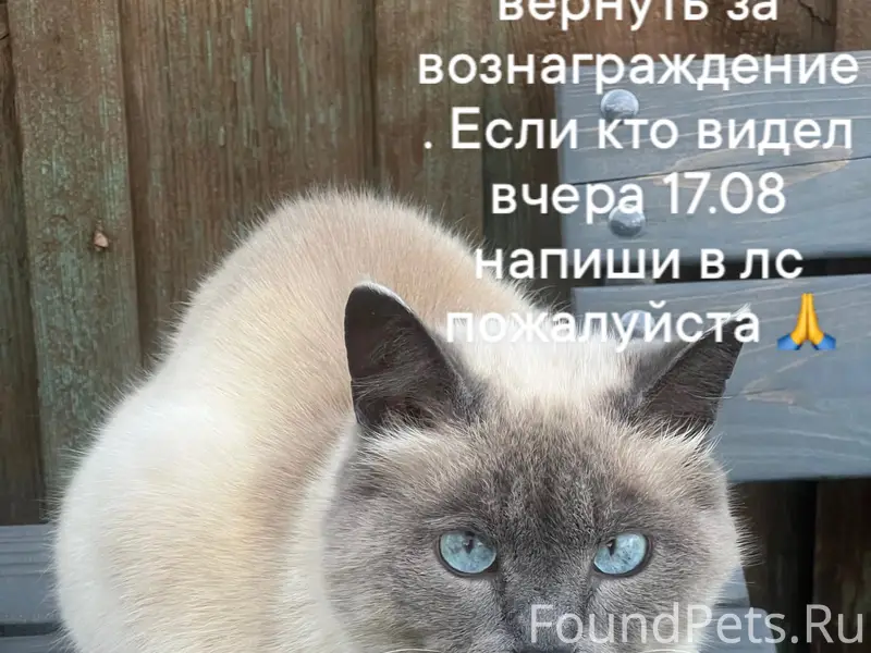 Пропал кот, с. Черемуховка