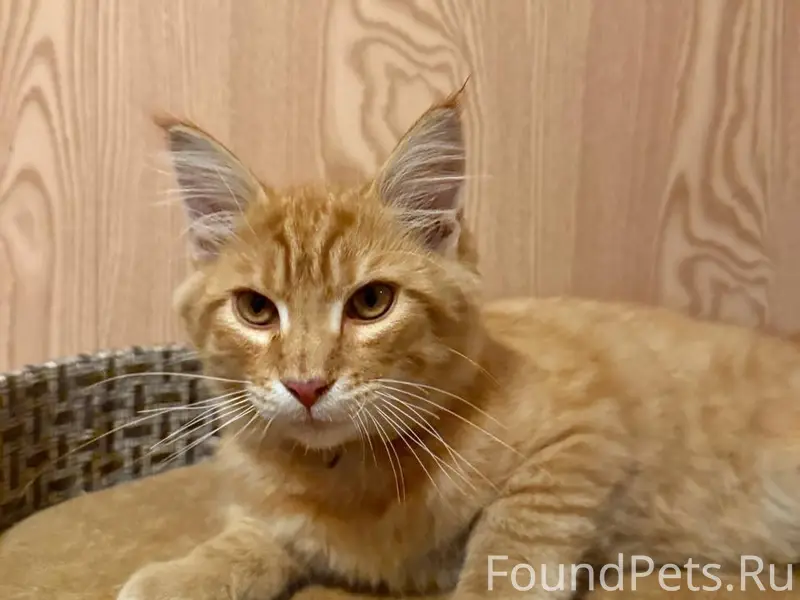 Пропал рыжий кот, район улиц Спортивная, Школьная
