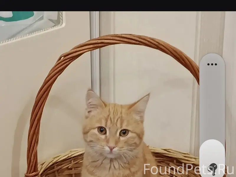Котик Масяня проавл по ул.Уральская 19к4...13 июля..Последний раз видели около дома в день падения с балкона.Подходили к нему две женщины Возможно взяли на педержку