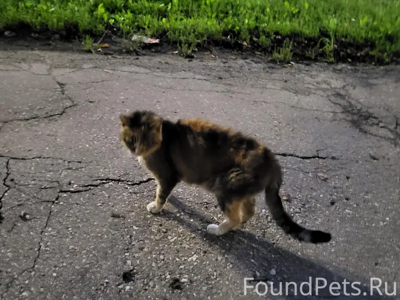 Найдена кошка, Ленинский район