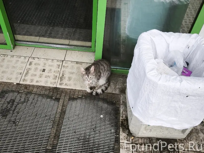 Найдена кошка, полосатая серо-белая, Московский район