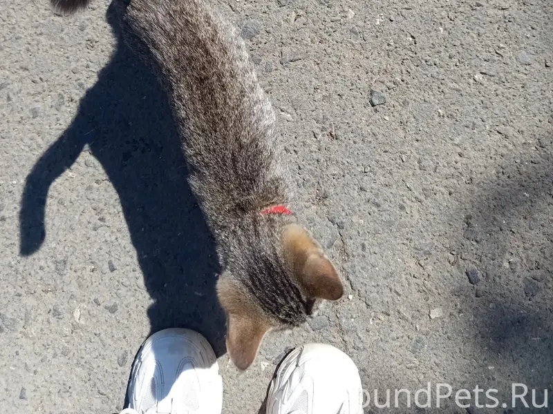 Пропал котёнок Пушок, Монолит