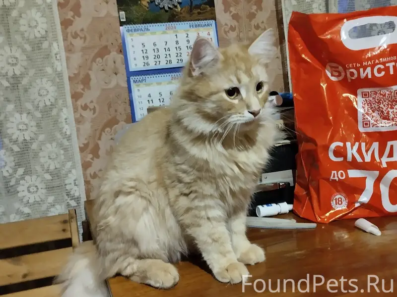 Пропал кот, деревня Новое