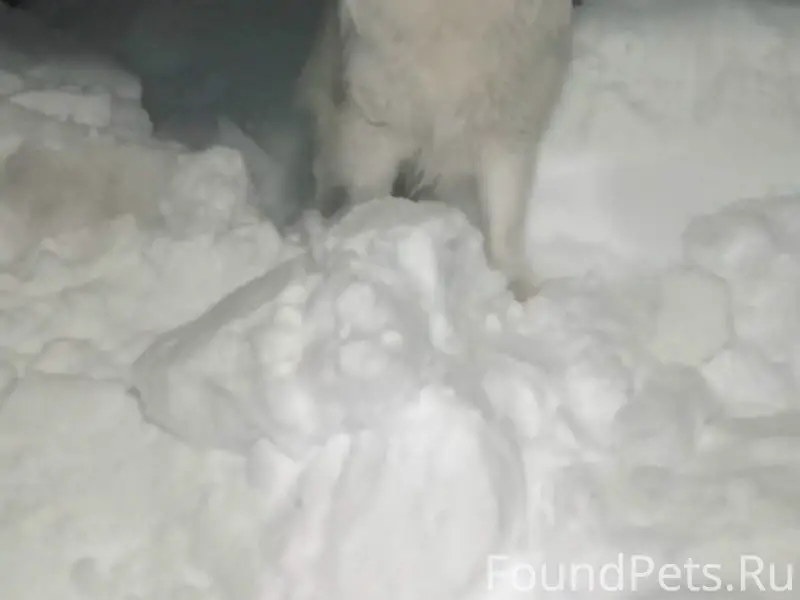 Пропала собака Феня, район Штап