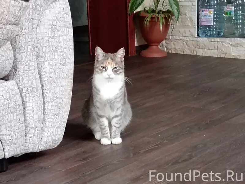 Пропала кошка, район старого автовокзала
