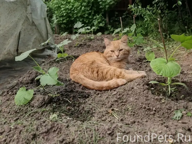 Пропал кот, Иваново, район ул. Суворова