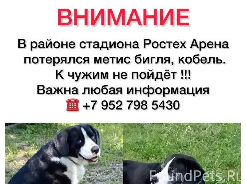 Пропал пёс