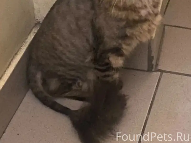Найдена кошка, Октябрьский район