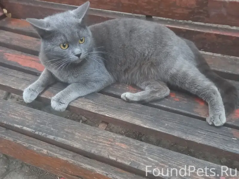 Найден котик, похож на британца, Чусовская