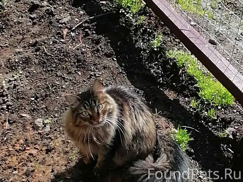 Пропал котик