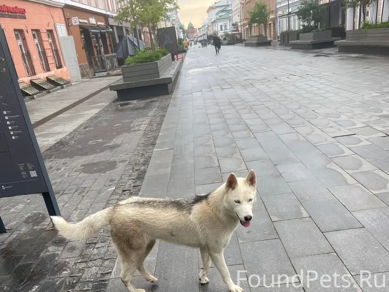 Найден хаски, хромота, Нижний Новгород
