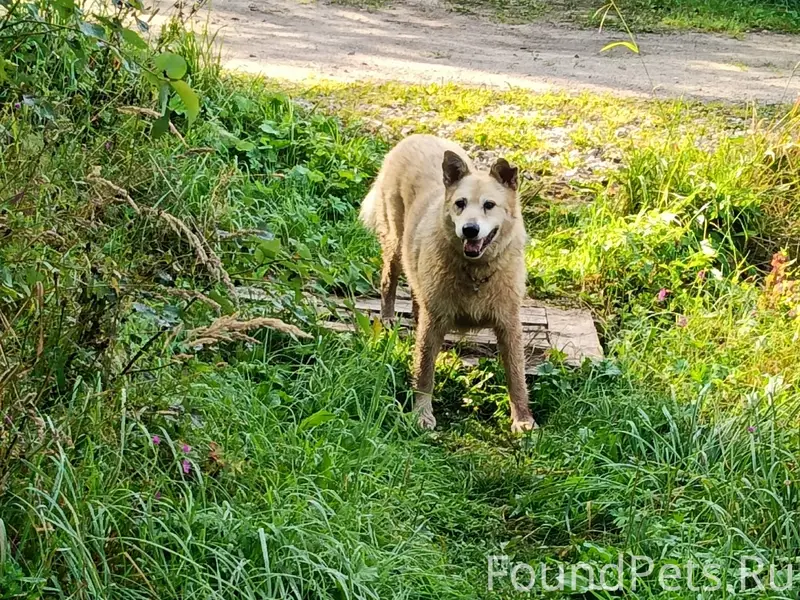 Пропал пёс, Обухово, Григорово