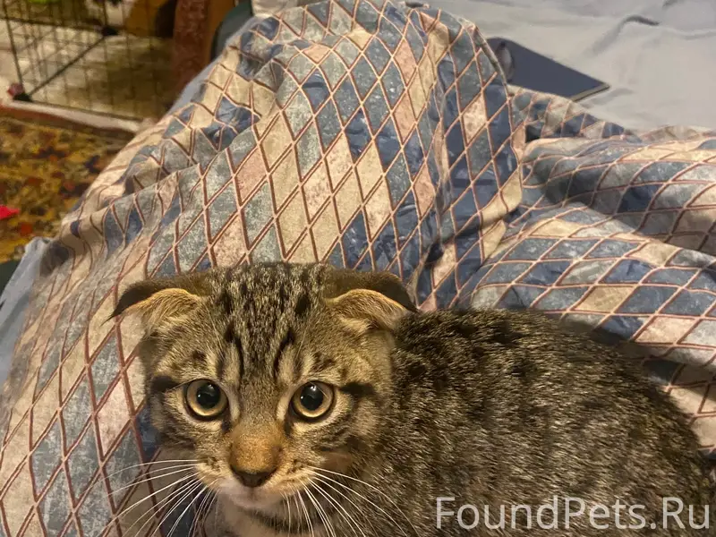 Найдена кошка, место не указано