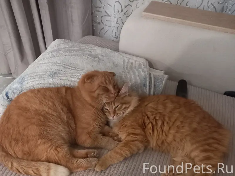 Пропал кот, Урицкого,14