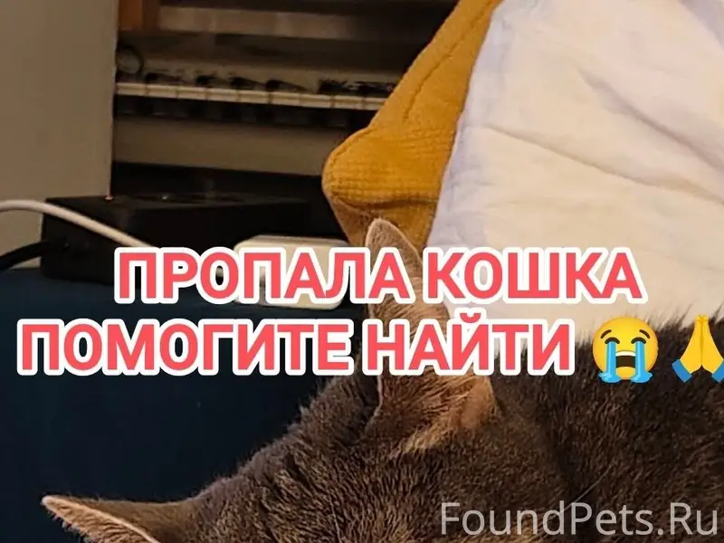 Пропала кошка Маркиза, Южное Бутово